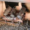 TimberCraft Metal Art Classic Outdoor Steel Gas Logs-Custom